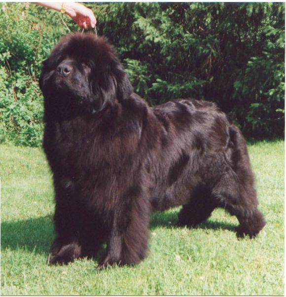 T Aarnikarhun Galateia (03-02-1995)
